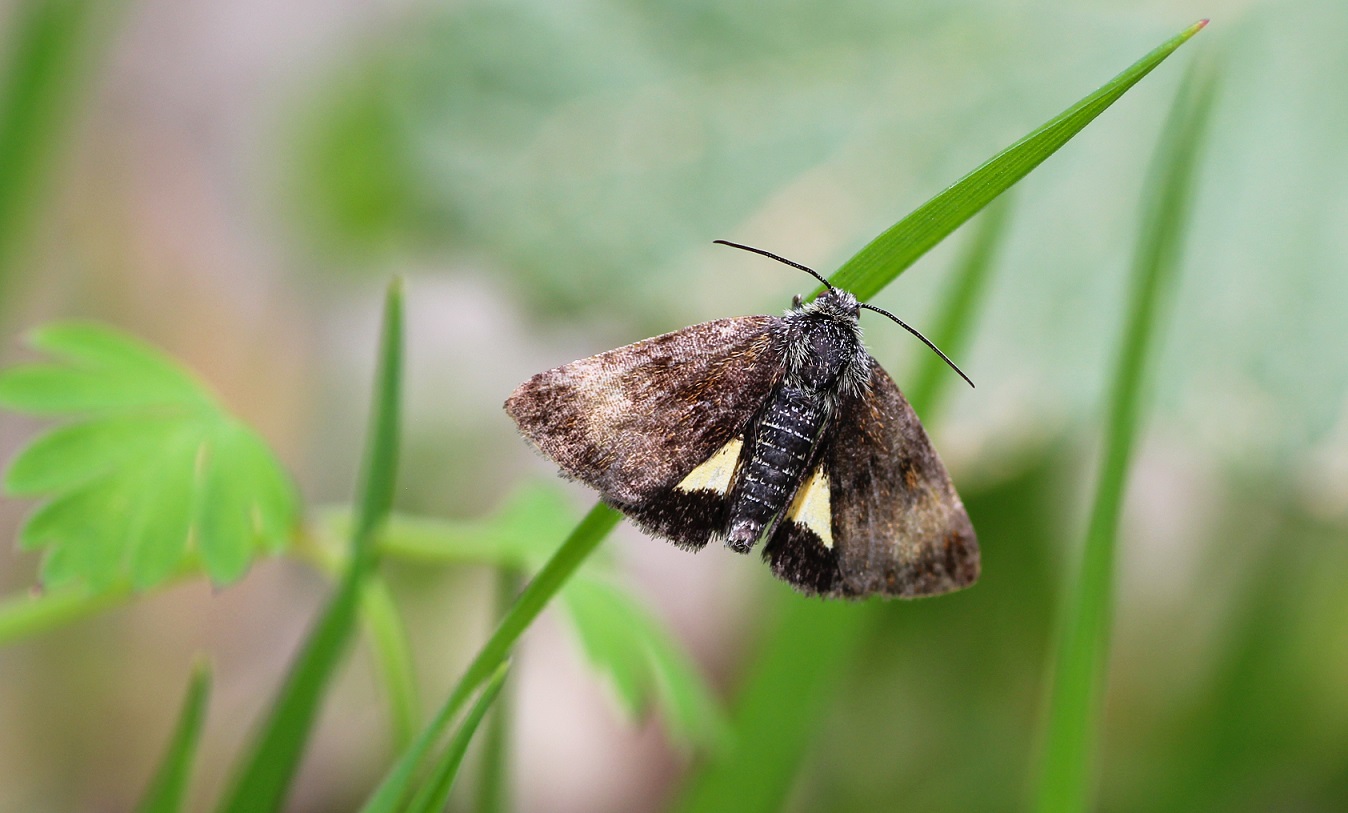 Da id: Panemeria tenebrata - Noctuidae