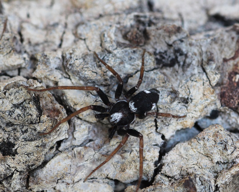 Pulchellodromus cfr. bistigma  Gargano (FG)