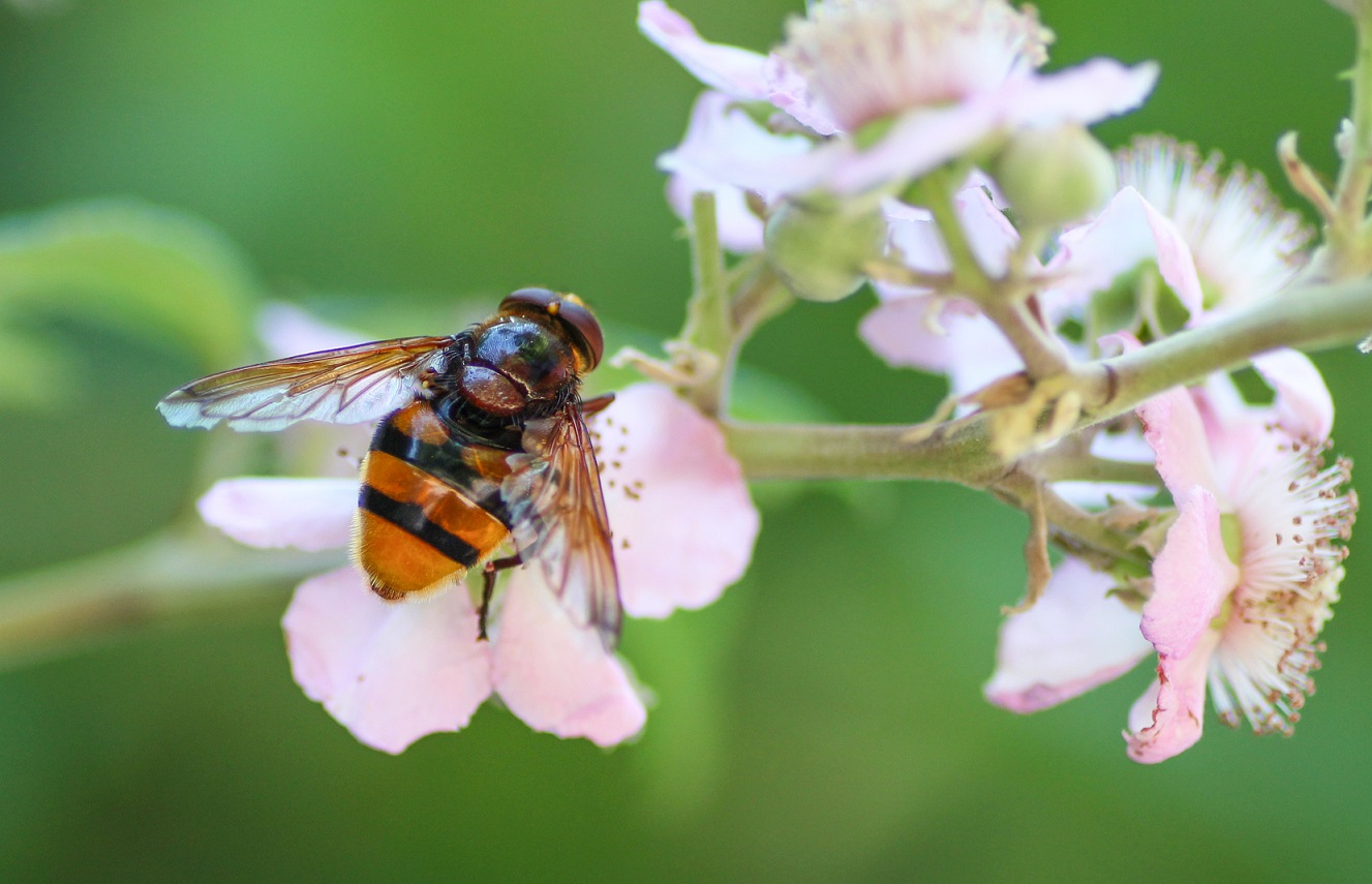 Syrphodae: Volucella zonaria, maschio