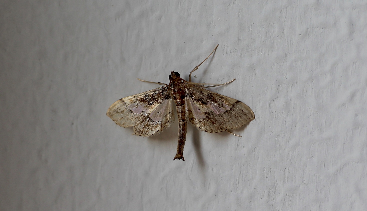 Da id: Hydriris ornatalis - Crambidae