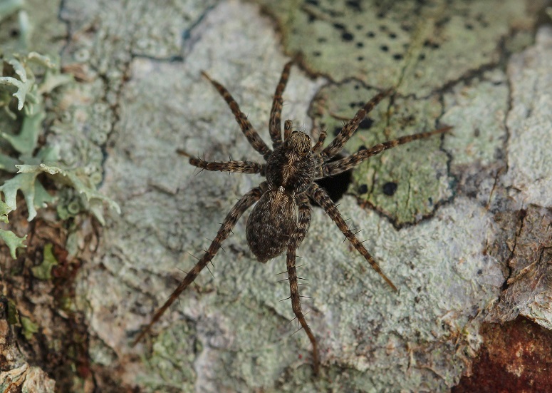 Pardosa sp. - Gargano (FG)