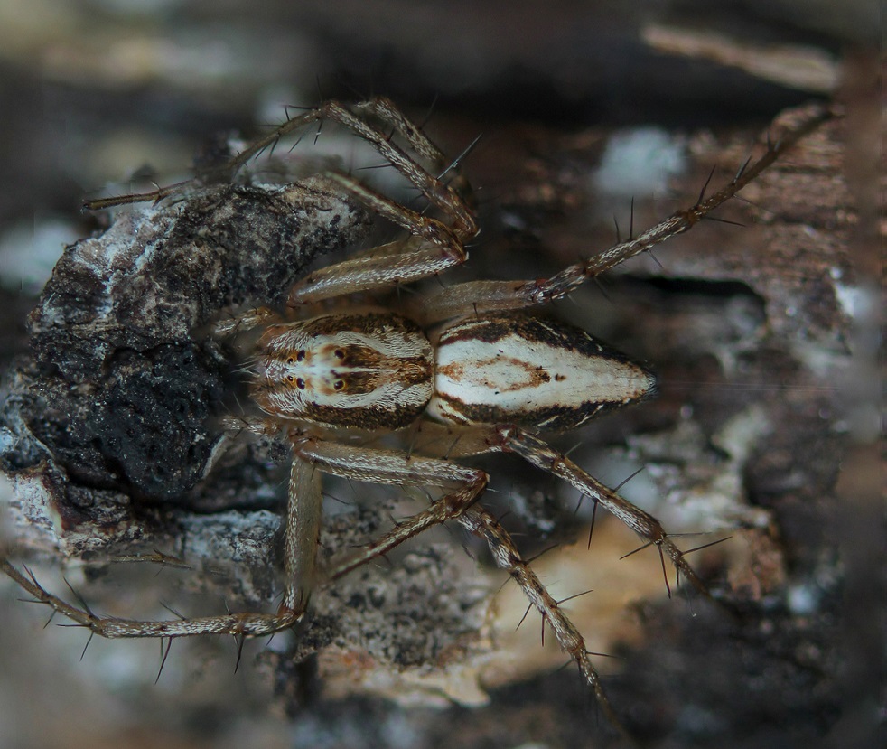 Oxyopes lineatus - Gargano (FG)