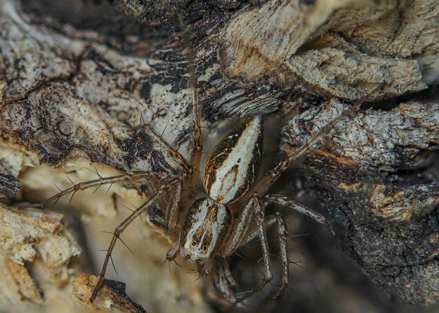 Oxyopes lineatus - Gargano (FG)