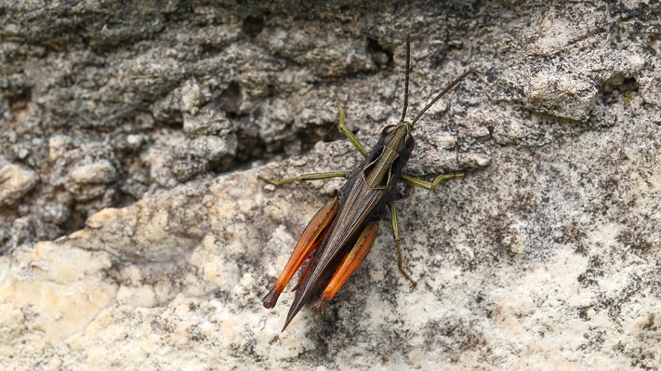 Omocestus rufipes, maschio