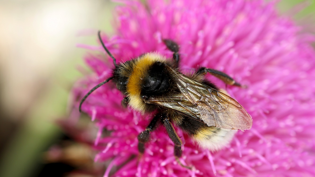 Bombo da id:   Bombus sp.