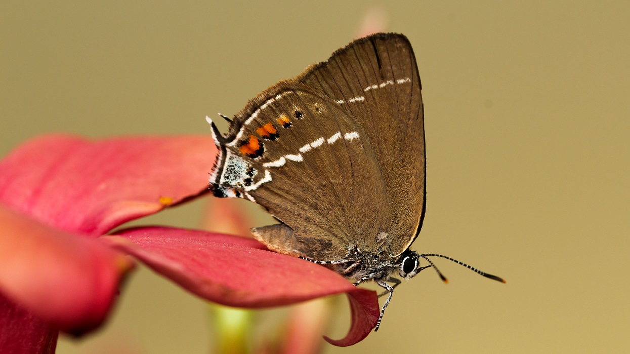 Satyrium spini  (Lycaenidae)