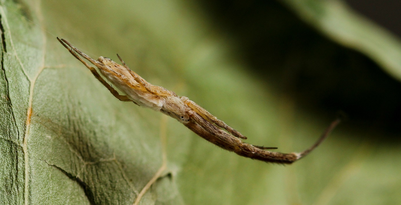 Uloborus walkenaerius, maschio - Gargano (FG)