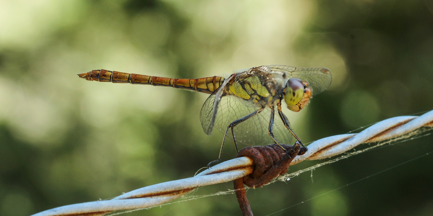 da determ.: Sympetrum striolatum