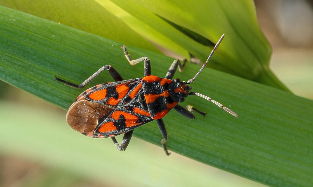 Lygaeidae: Spilostethus saxatilis