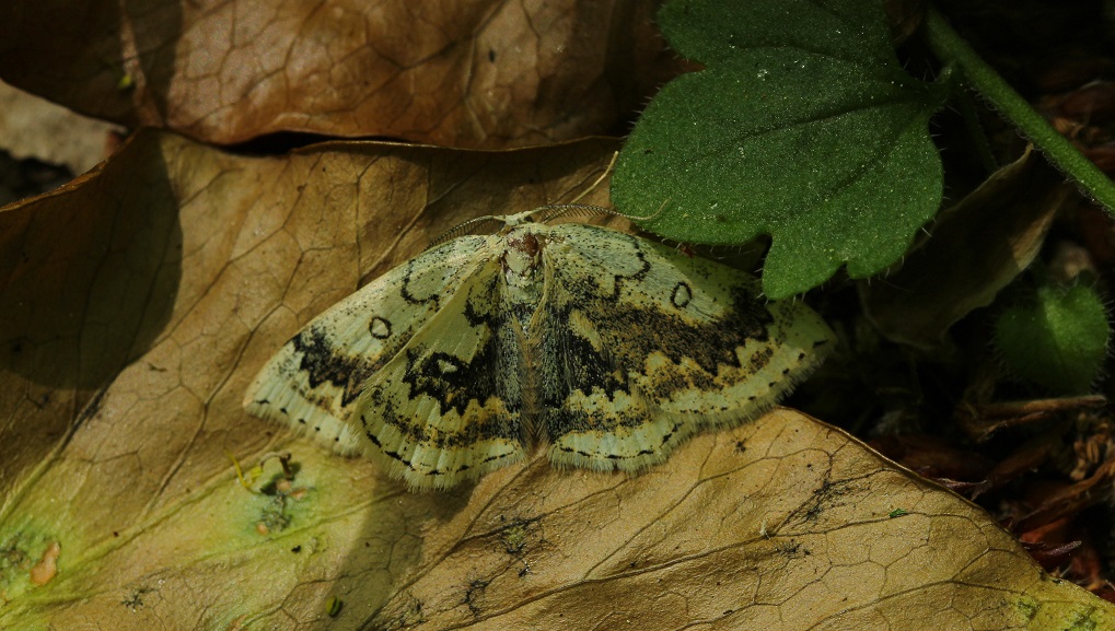 Cyclophora annularia, Geometridae