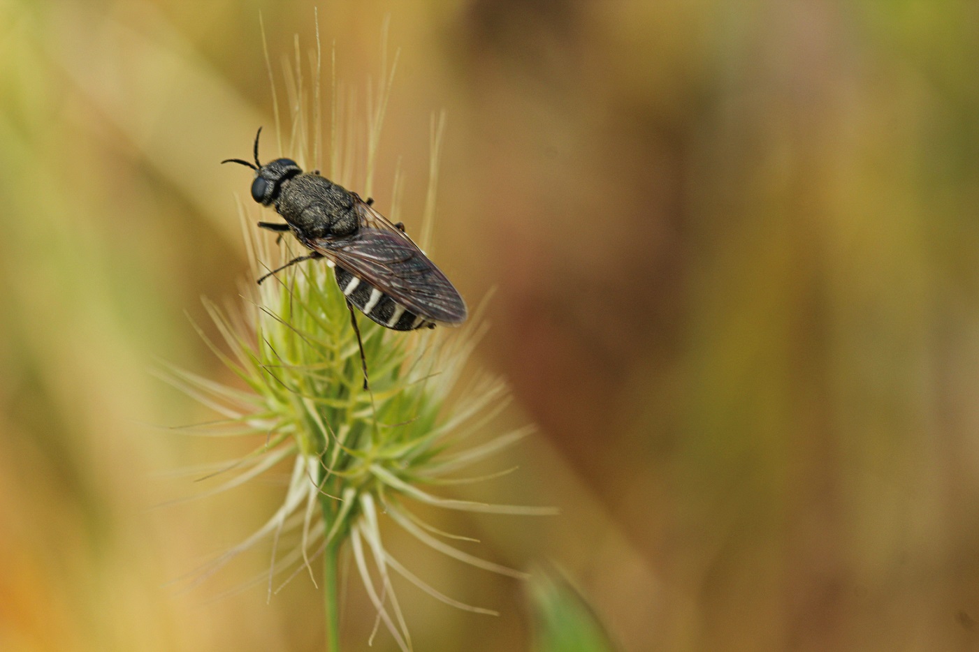 Stratiomyidae: cfr. Odontomyia sp., femmina