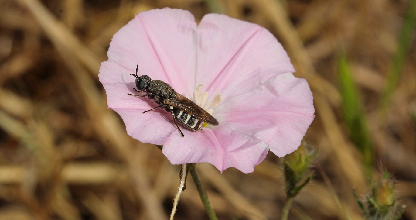 Stratiomyidae: cfr. Odontomyia sp., femmina