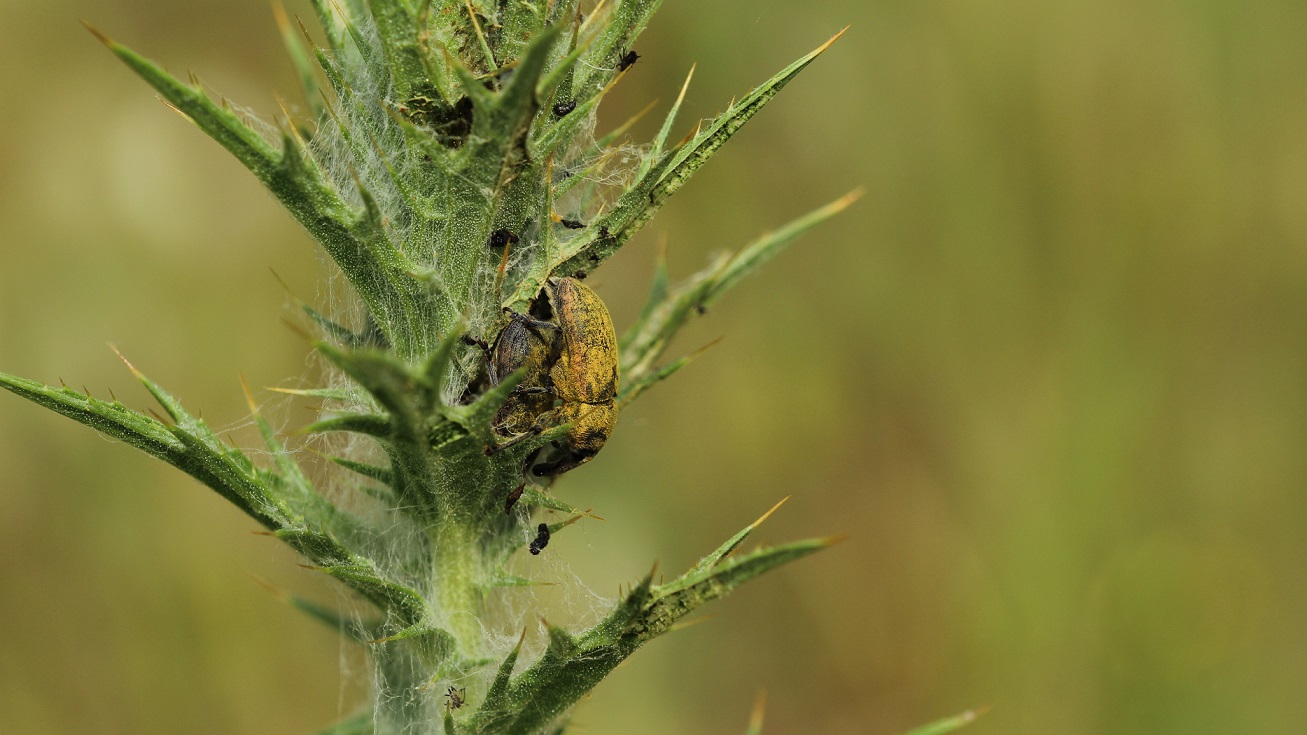 Curculionidae: Larinus (Phyllonomeus) sturnus