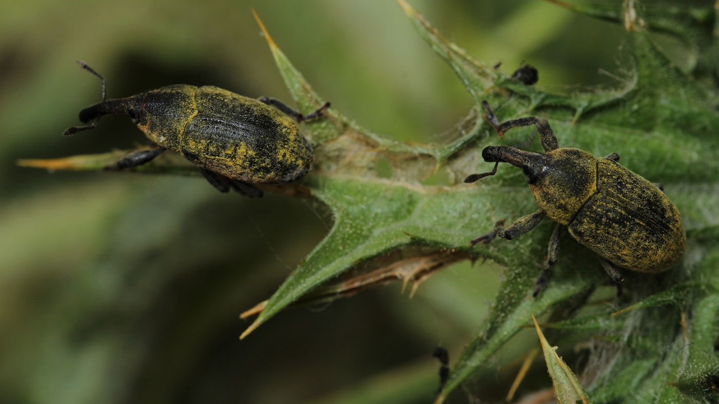 Curculionidae: Larinus (Phyllonomeus) sturnus