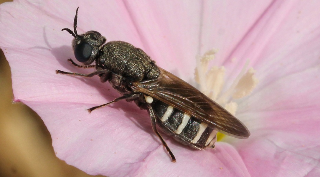 Stratiomyidae: cfr. Odontomyia sp., femmina