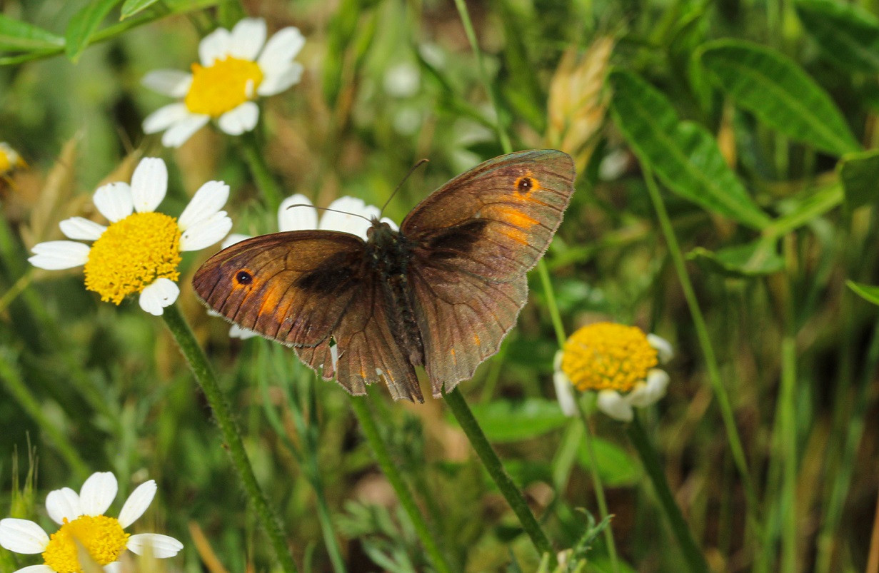 Maniola jurtina