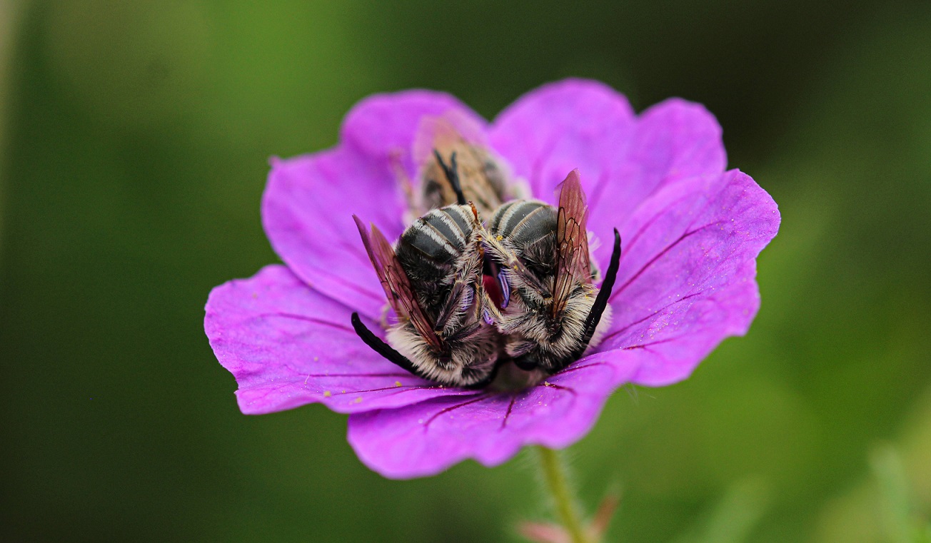 Apidae: Eucera sp.