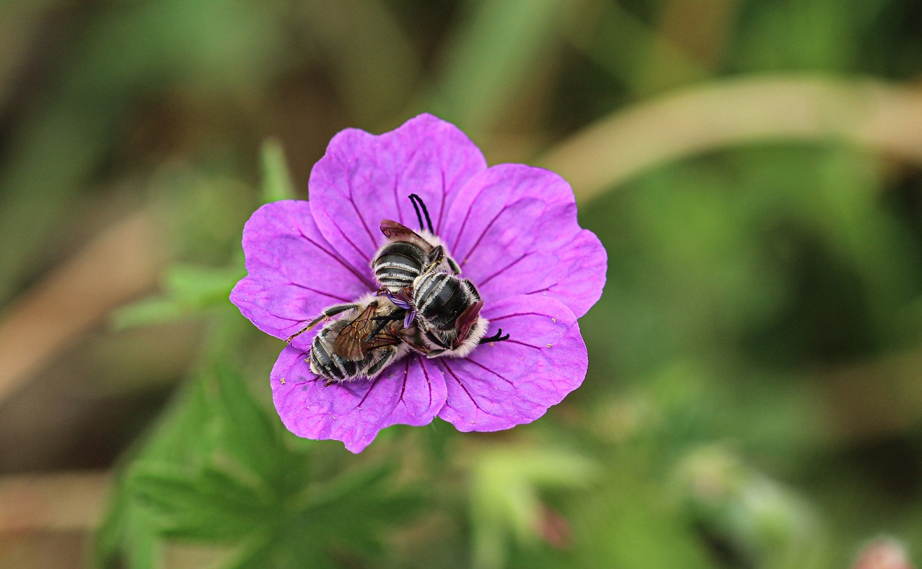 Apidae: Eucera sp.