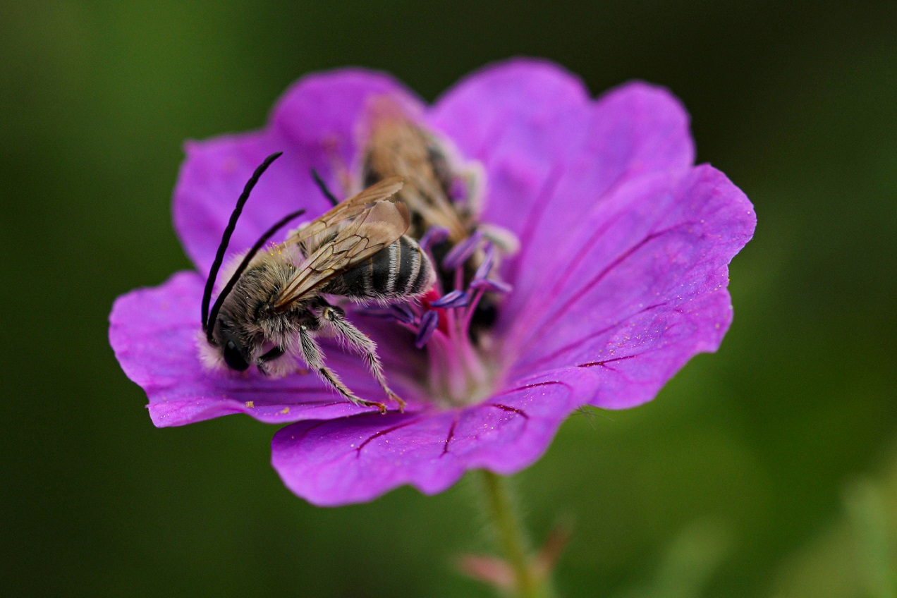 Apidae: Eucera sp.