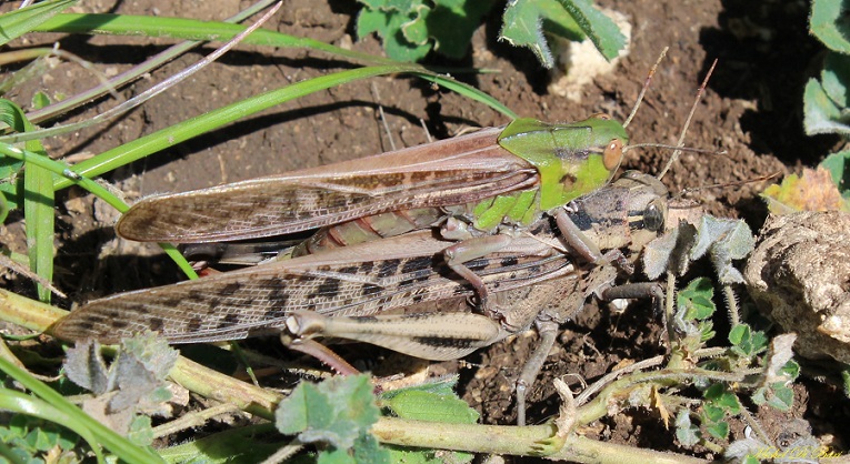 Coppia affiatata di Locusta migratoria