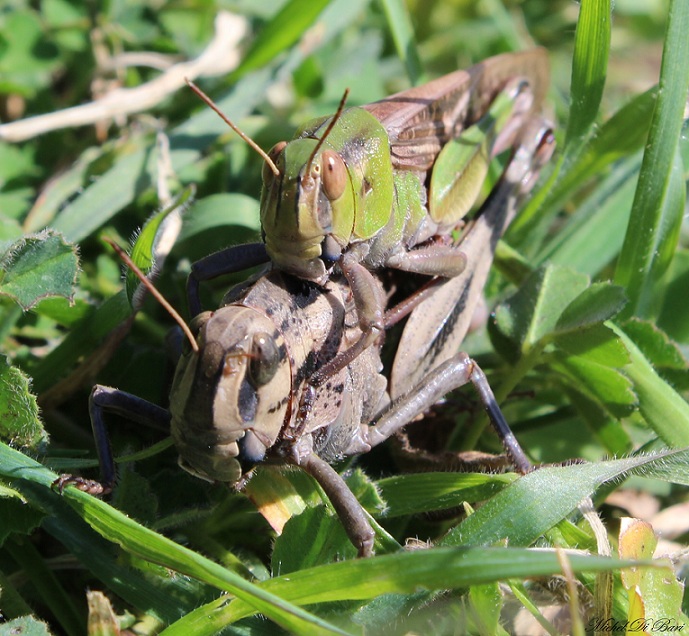 Coppia affiatata di Locusta migratoria