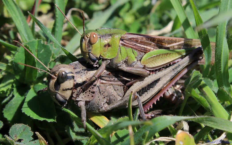 Coppia affiatata di Locusta migratoria