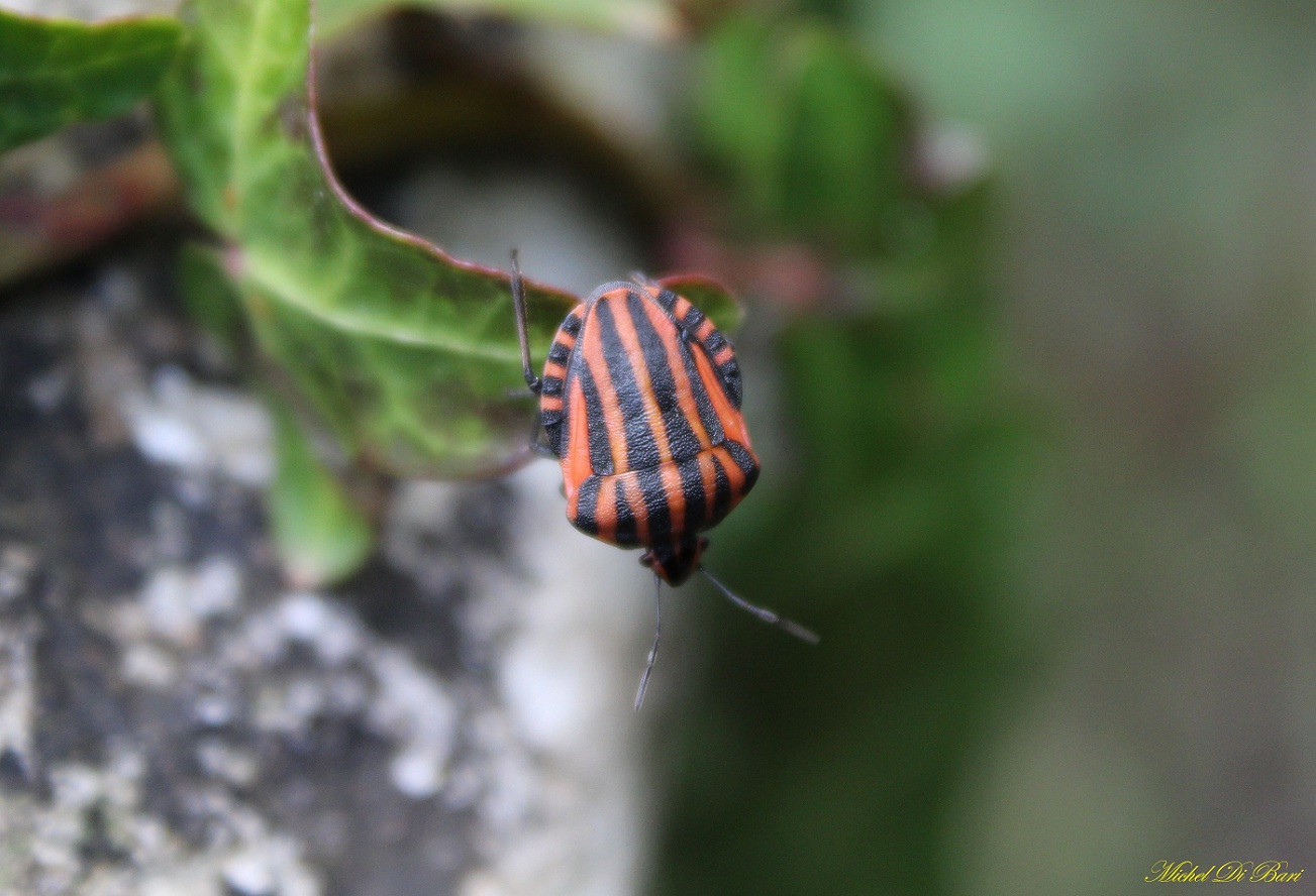 Graphosoma italicum ?