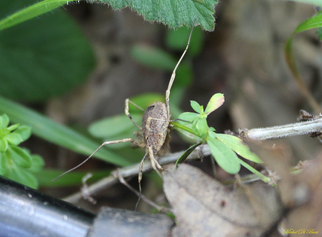 Odiellus spinosus