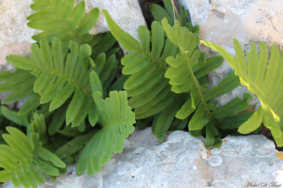 Polypodium sp.