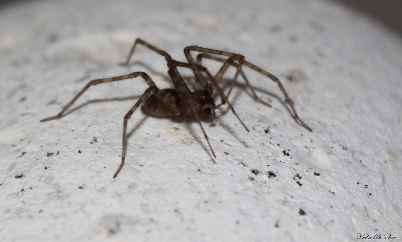 Tegenaria sp. - Gargano (FG)