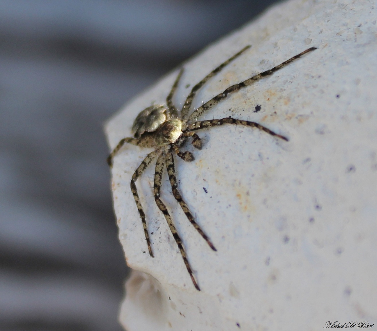 maschio di Philodromus margaritatus - Foresta Umbra (FG)