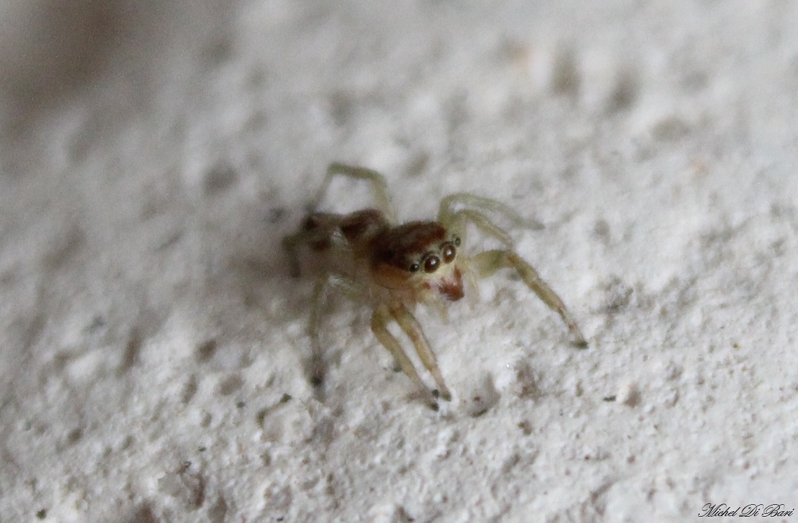 Giovane Cyclosa sp. - Gargano (FG)