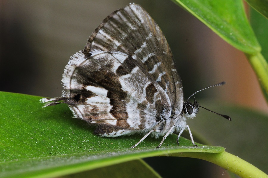 Farfalla da id - Cacyreus marshalli