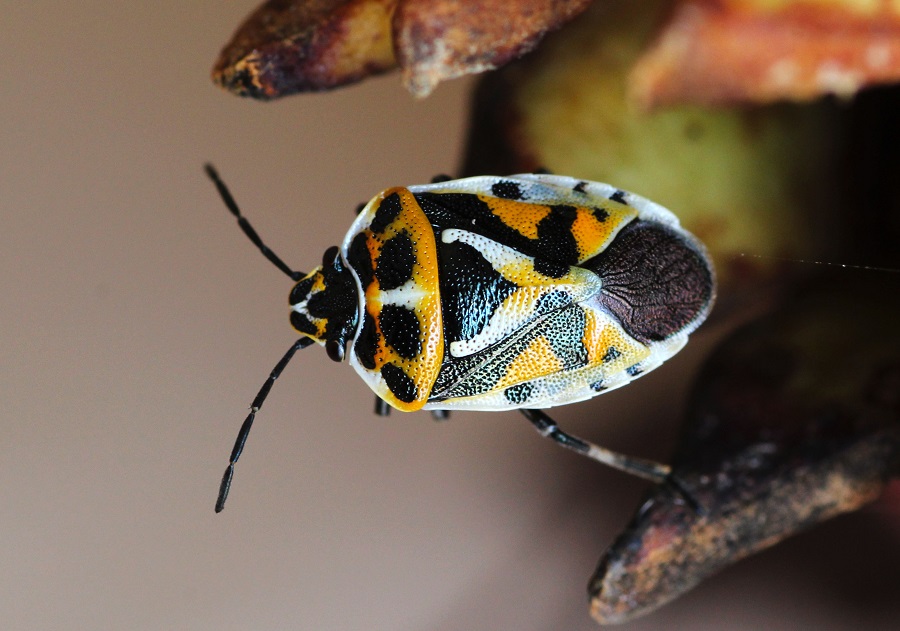 Pentatomidae: Eurydema ornata