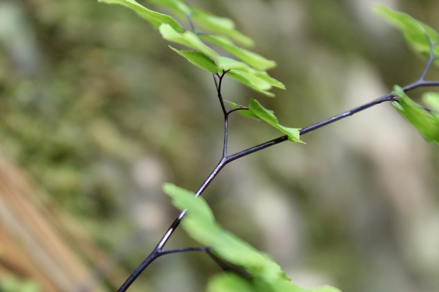 Adiantum capillus-veneris / Capelvenere