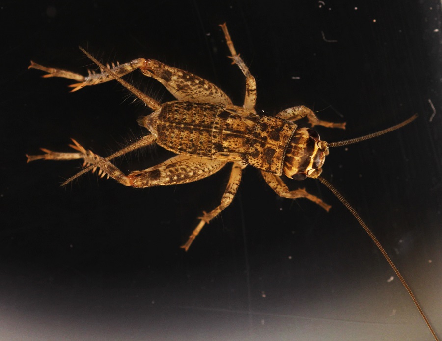 Gryllidae: Eumodicogryllus bordigalensis