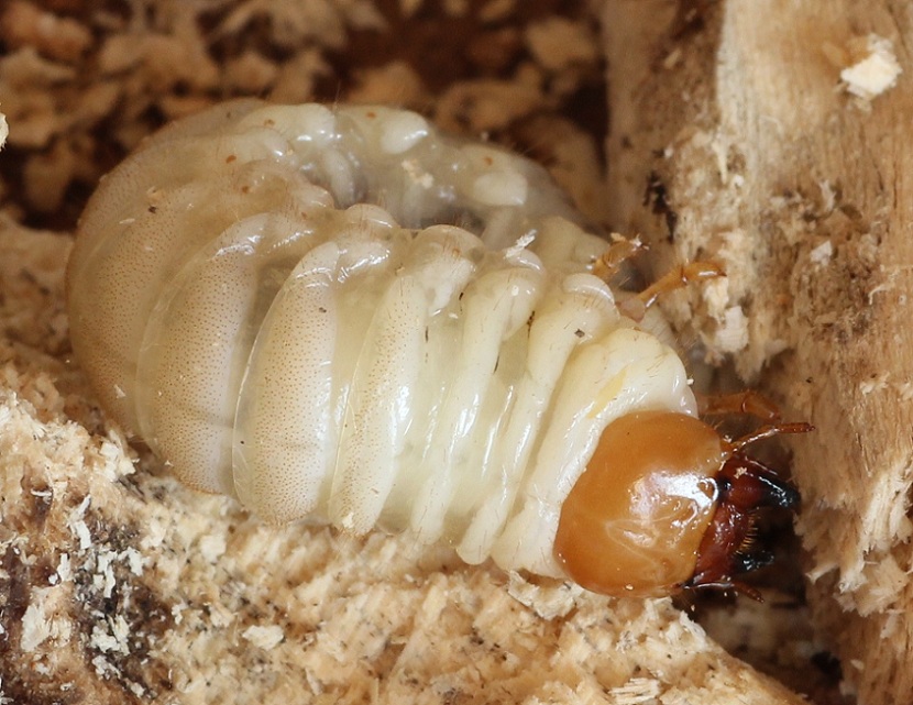 Larva di lucanide?