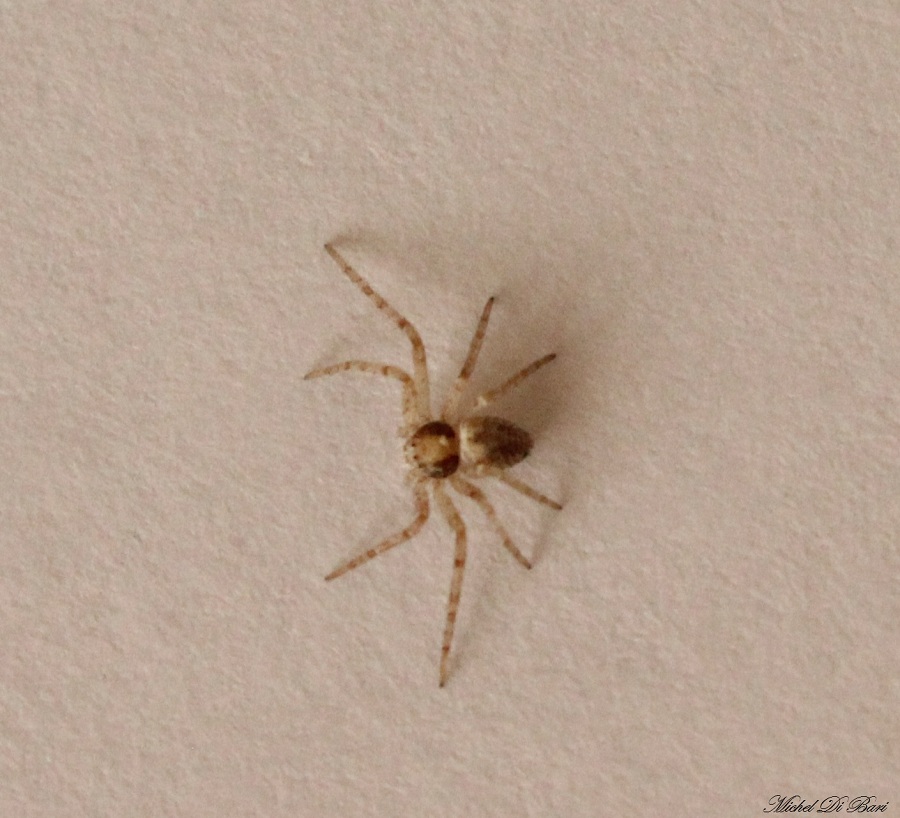 giovane Philodromus sp. - Manfredonia (FG)