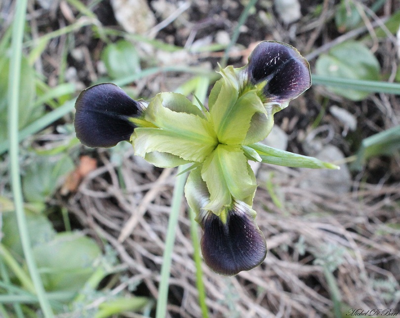 Iris tuberosa