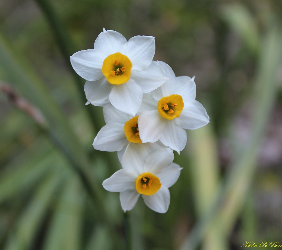 Narcissus tazetta