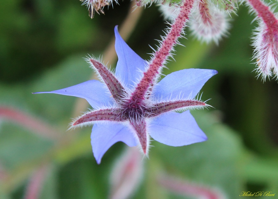 Borago officinalis