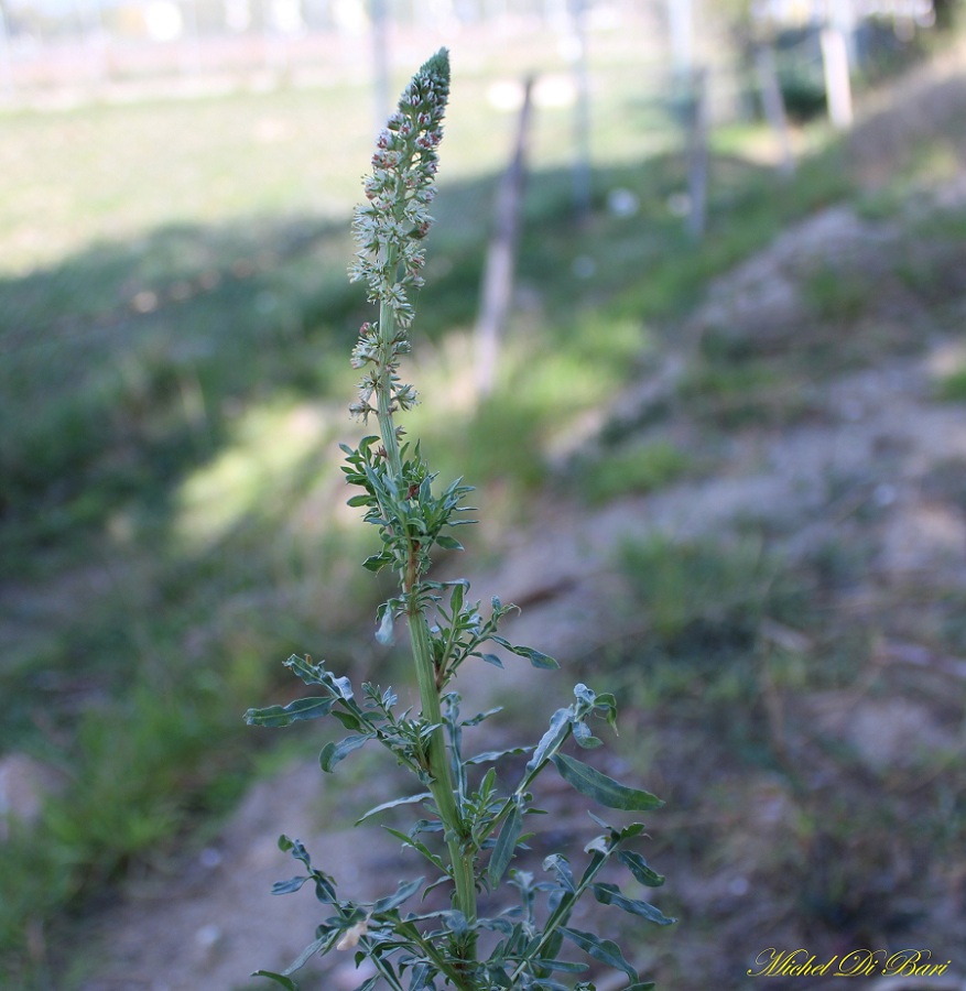 Reseda alba