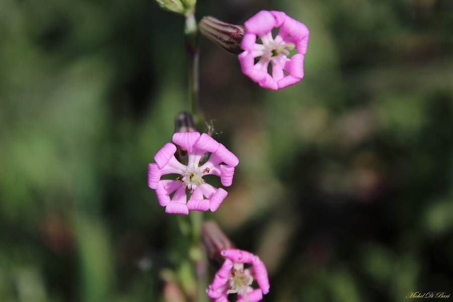 Silene colorata