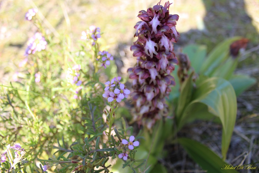 Cakile maritima