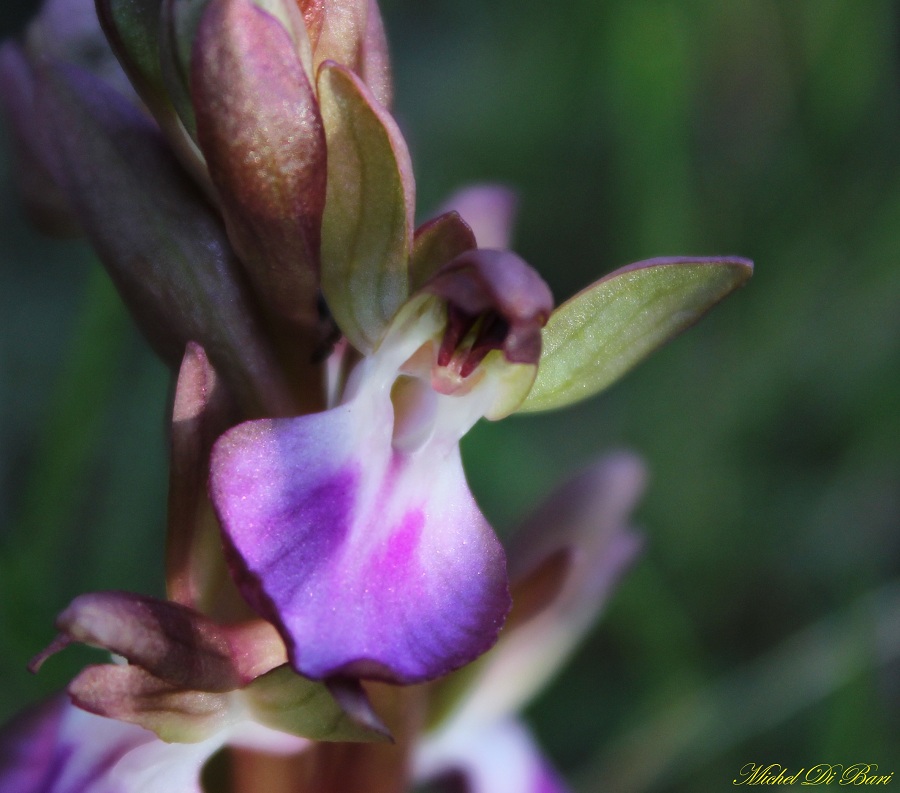 Anacamptis collina