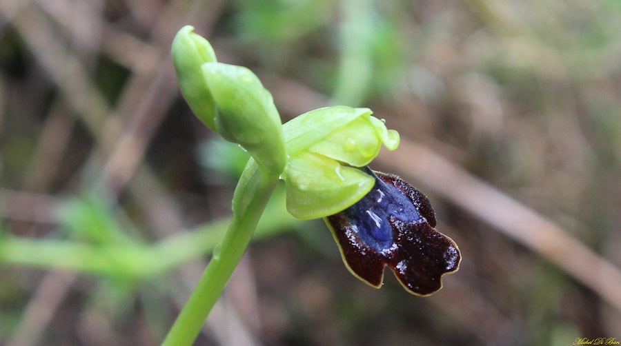 Ophrys iricolor