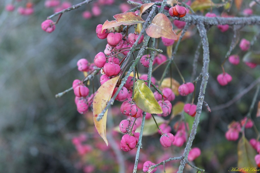 Euonymus europaeus / Berretta del prete