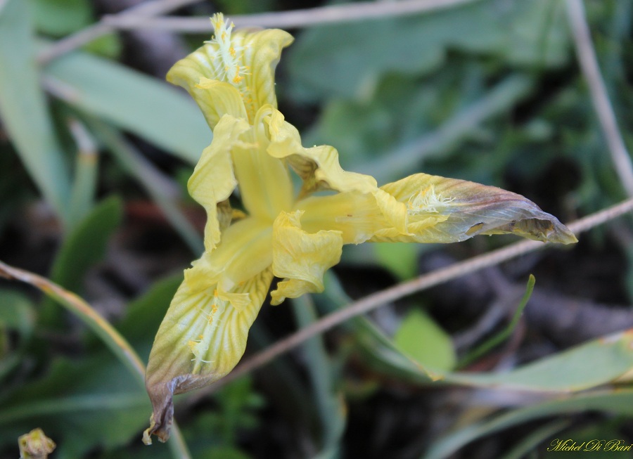 Iris pseudopumila