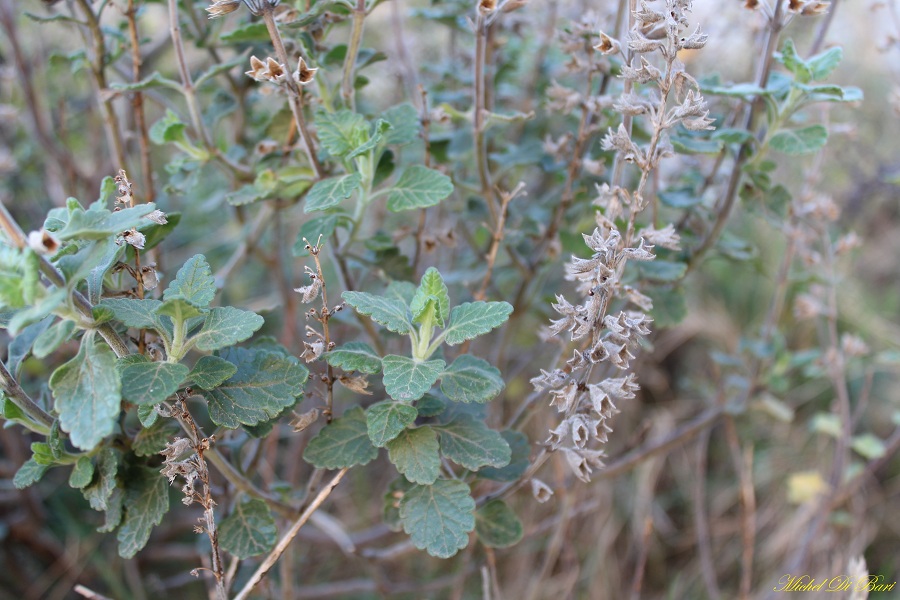 Teucrium flavum