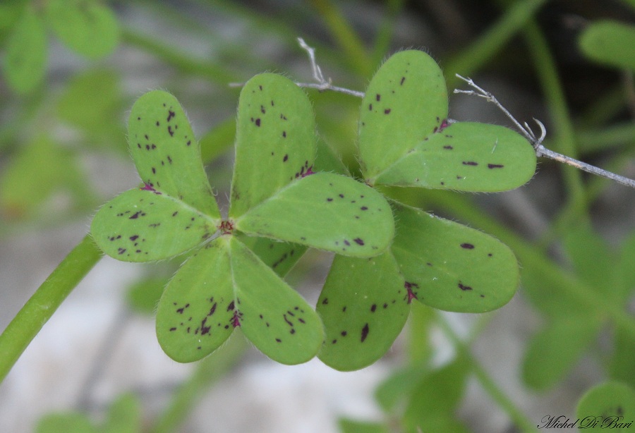 Oxalis pes-caprae